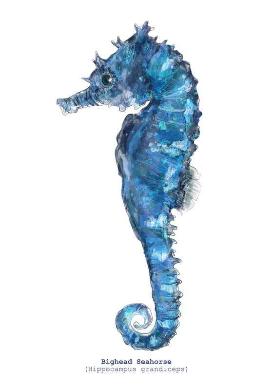 Bighead Seahorse (Hippocampus grandiceps)
