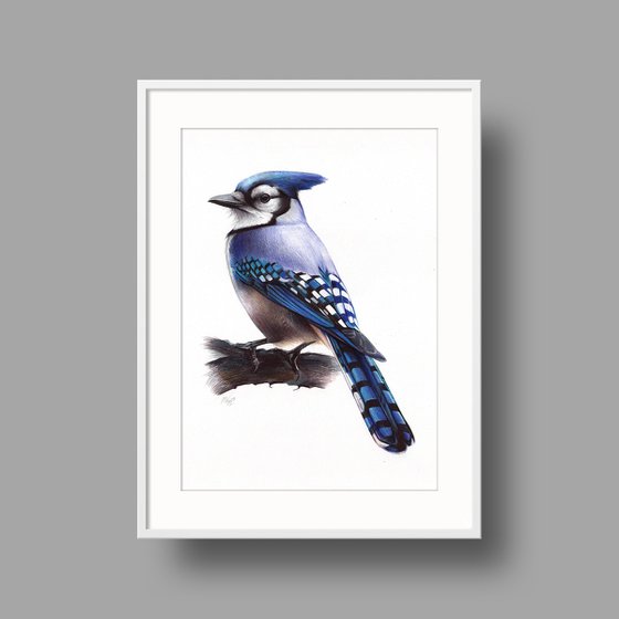 Blue Jay