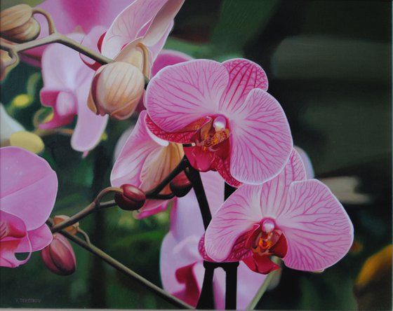 Orchids II