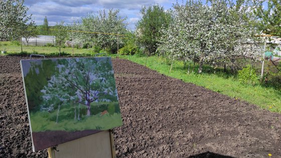 Apple tree bloom