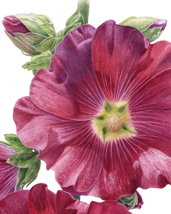 Malva