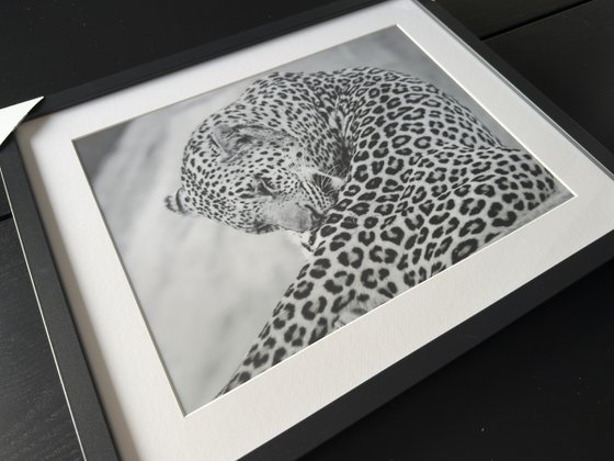 THE BIG LEOPARD