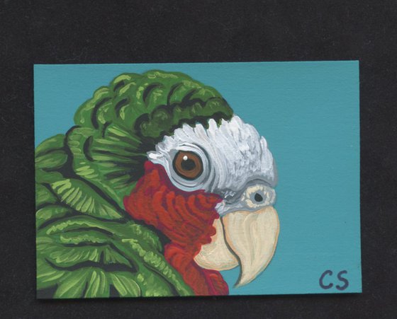 ACEO ATC Original Miniature Painting Cuban Amazon Parrot Pet Bird Art-Carla Smale