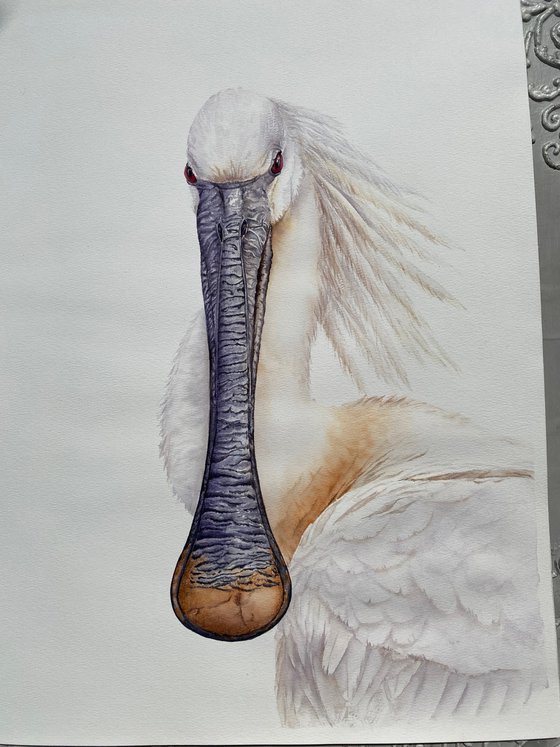 White Spoonbill Portrait