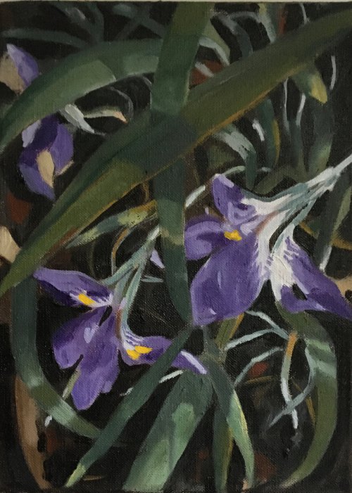Winter Irises by Alison Chambers
