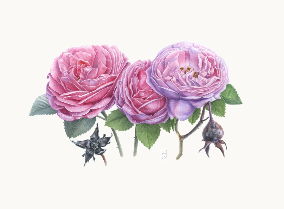 Photorealistic Botanical Watercolour By Yuliia Moiseieva, 15 X 11", Garden Roses, Original Artwork