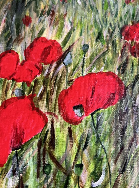 Red poppies