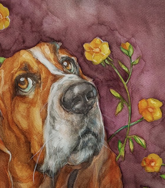 Bassett in love - dog portrait