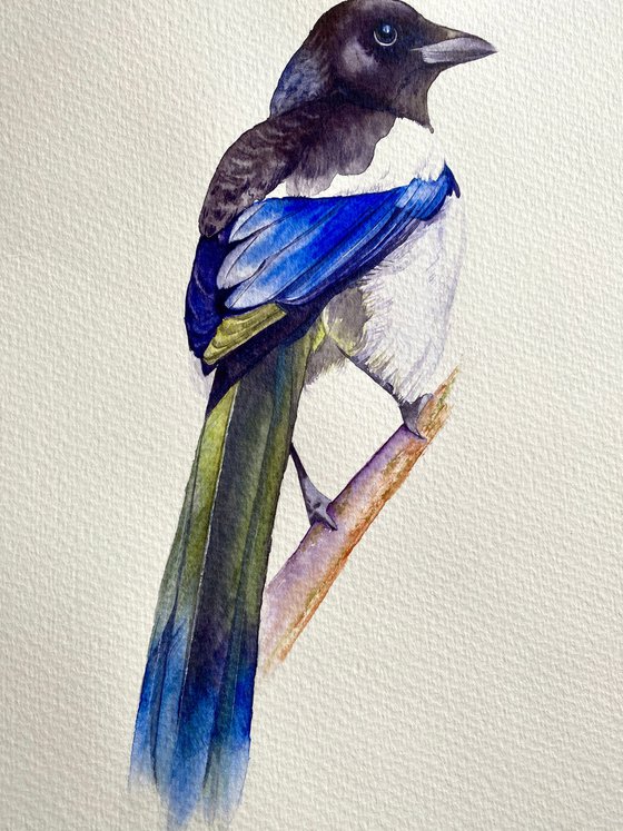 Watercolour bird magpie sitting on a branch in the rays of the sun 4
