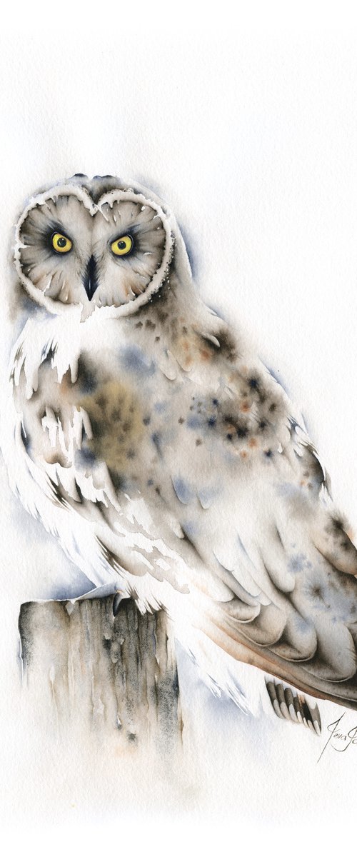 Owl by ieva Janu