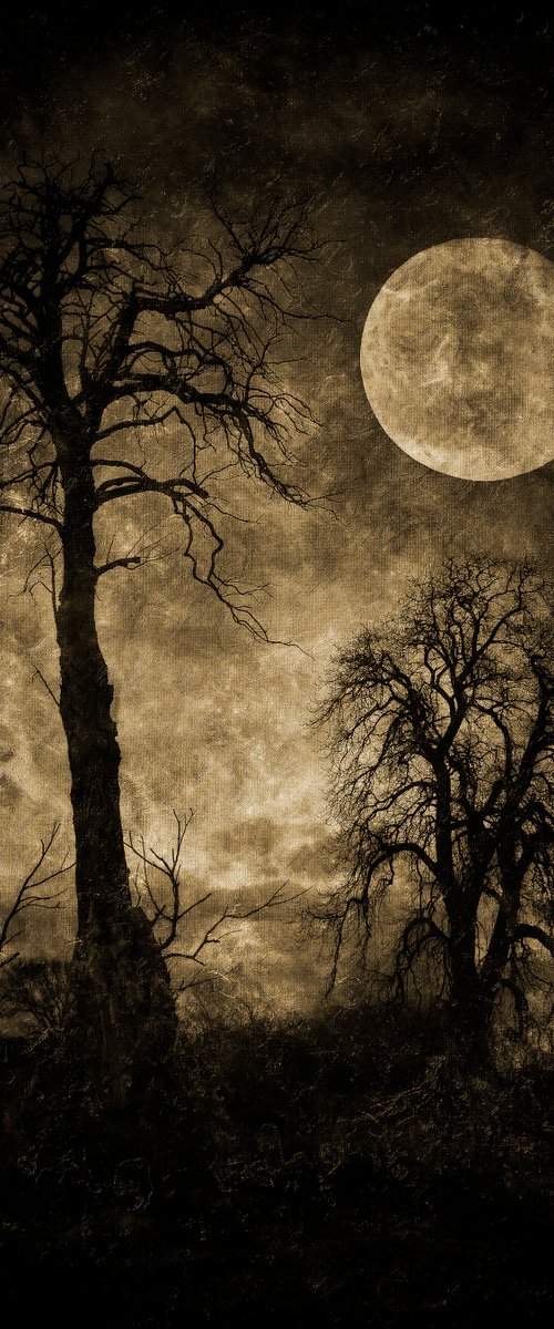 The Trees and Moon by Martin  Fry