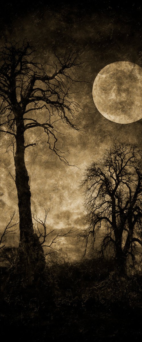 The Trees and Moon by Martin Fry