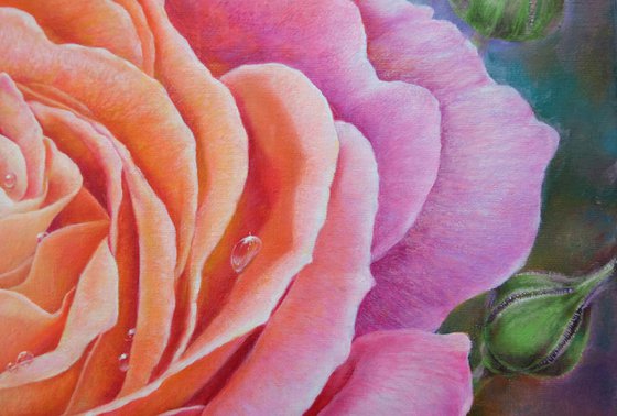 Rose at Dawn