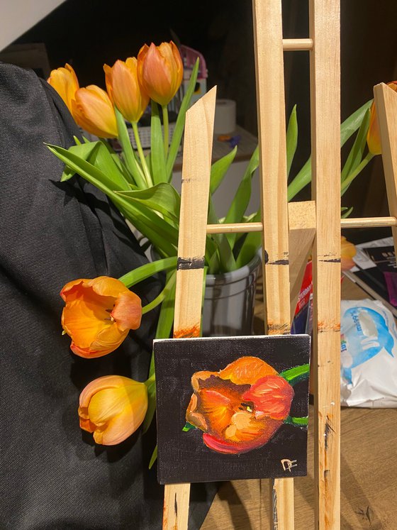 Tulip miniature