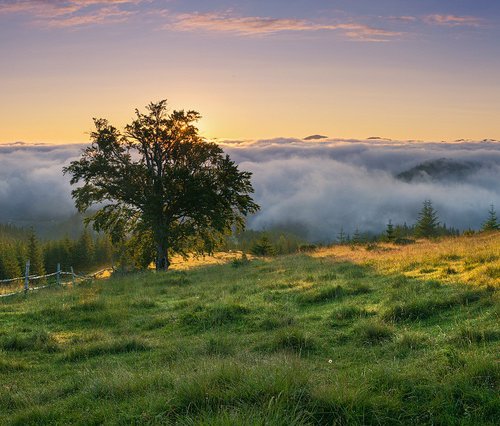 Misty morning on the meadow. by Valerix