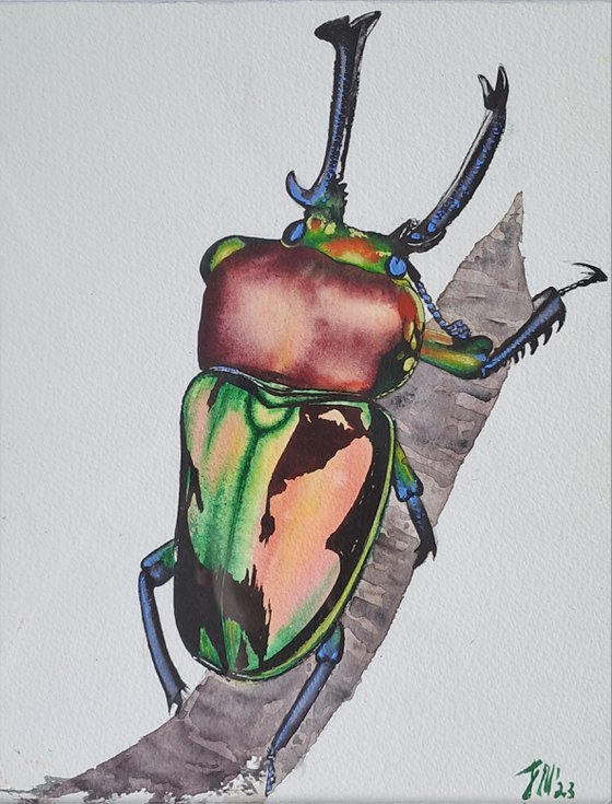 Rainbow King Magnificenza Mueller's stag beetle Phalacrognathus muelleri