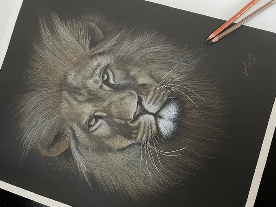 The Lion