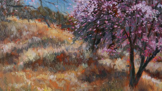 Almond Trees in Bloom