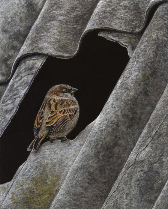 Original pastel drawing "House sparrow"