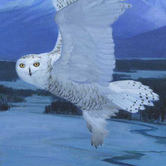 Snowy Owl