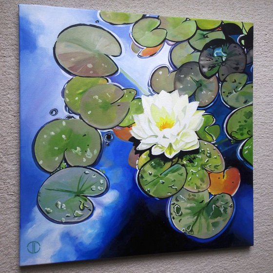 Water Lily InThe Summer Sun