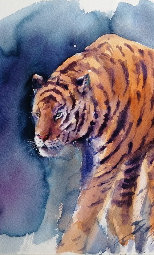 tiger 8 by Giorgio Gosti