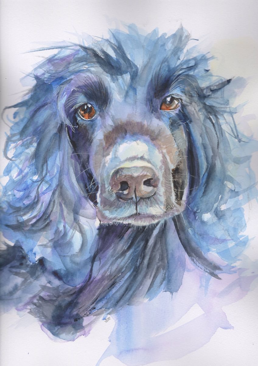 Cocker Spaniel by Sarah Stowe