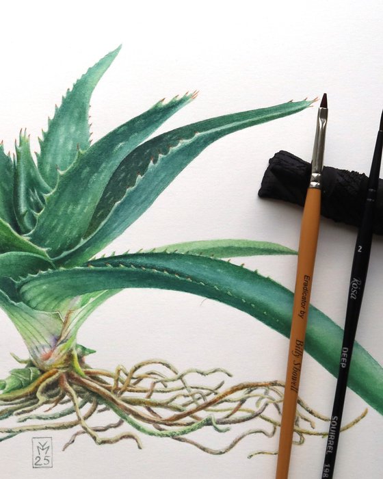 Aloe