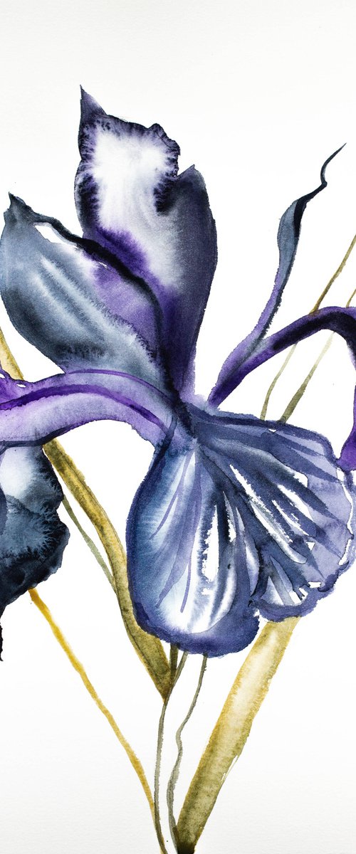 Iris No. 101 by Elizabeth Becker