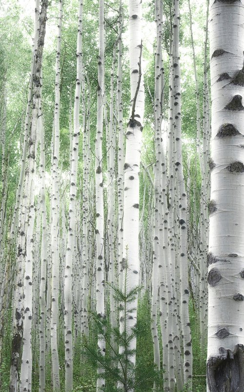 July Aspens on Canvas by Emily Kent