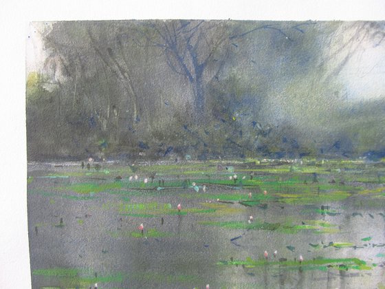 Water lilies 4