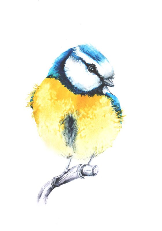 Blue Tit, wildlife, birds and nature watercolour