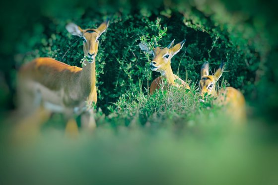 Caught in the Sights : African Impala