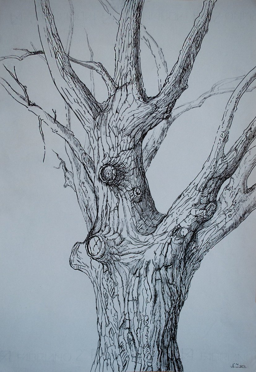 Photorealistic Ink Drawing , The Great Wallnut Tree By Nikola Ivanovic, 13 X 19, Artwork For Sale On Artfinder