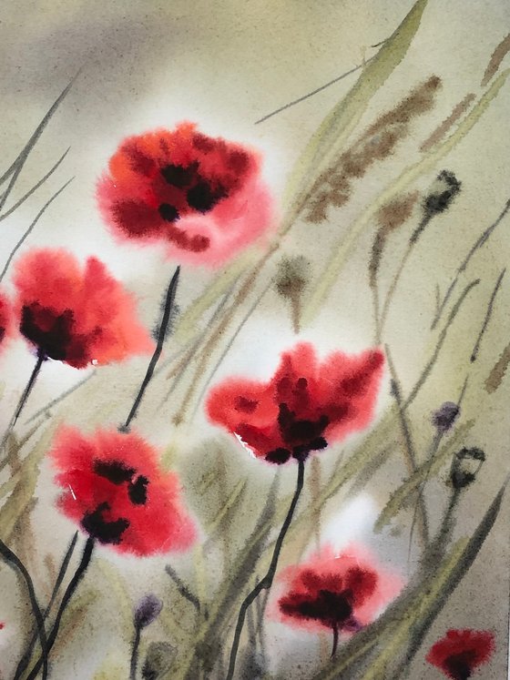 Poppy meadow