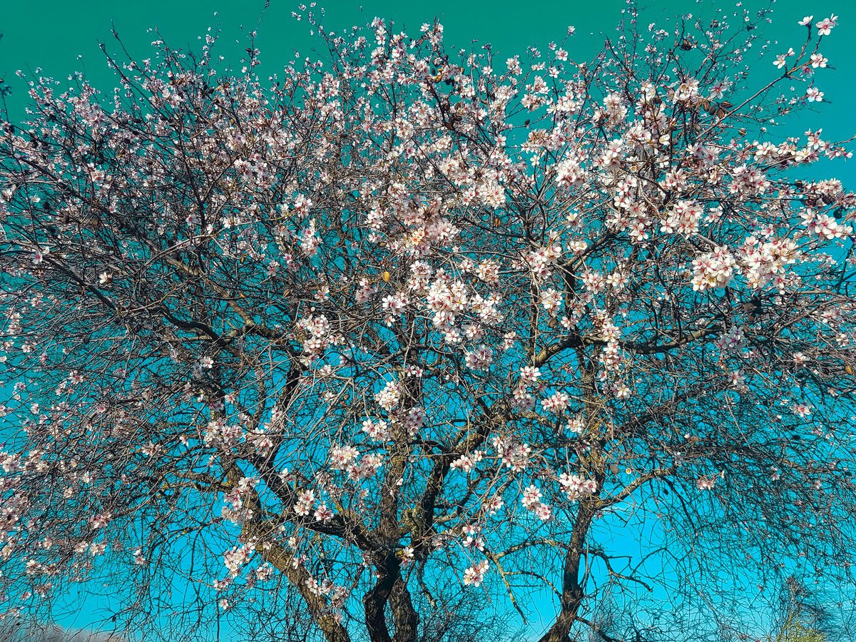 Impressionistic Photograph , Almond Trees By Viet Ha Tran, 25 X 19, Artwork For Sale On Artfinder