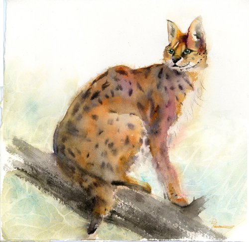 Lynx (Wild cat) by Olga Tchefranov (Shefranov)
