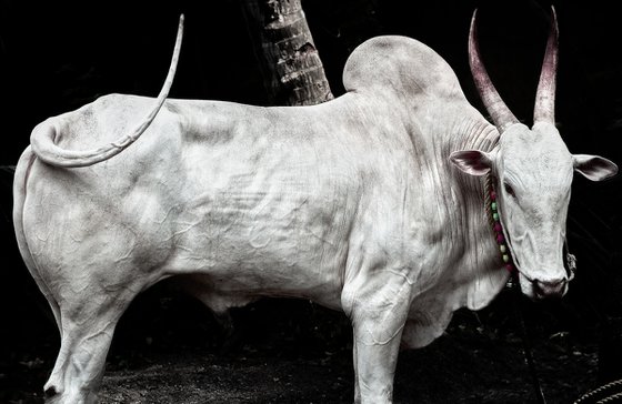 Brahminy Bull