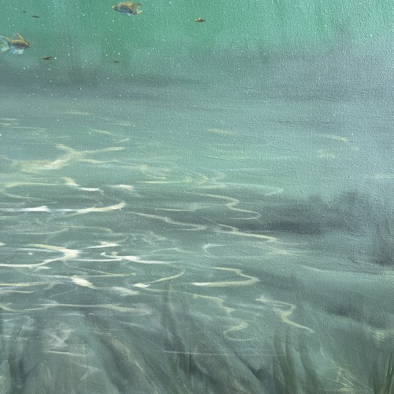 Where Pretty Fishes Live