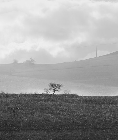 The Solitary Sentinel by Sergio Capuzzimati