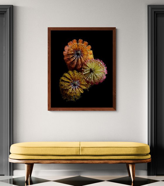 Three Banksias