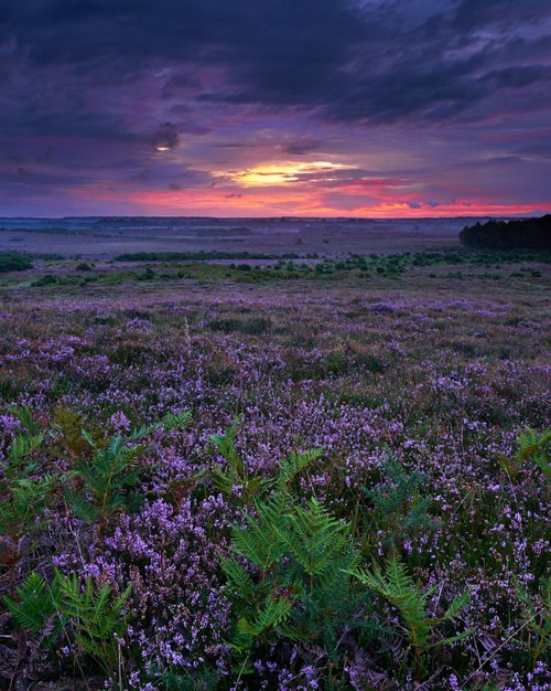 Heather at White Moor by Baxter Bradford