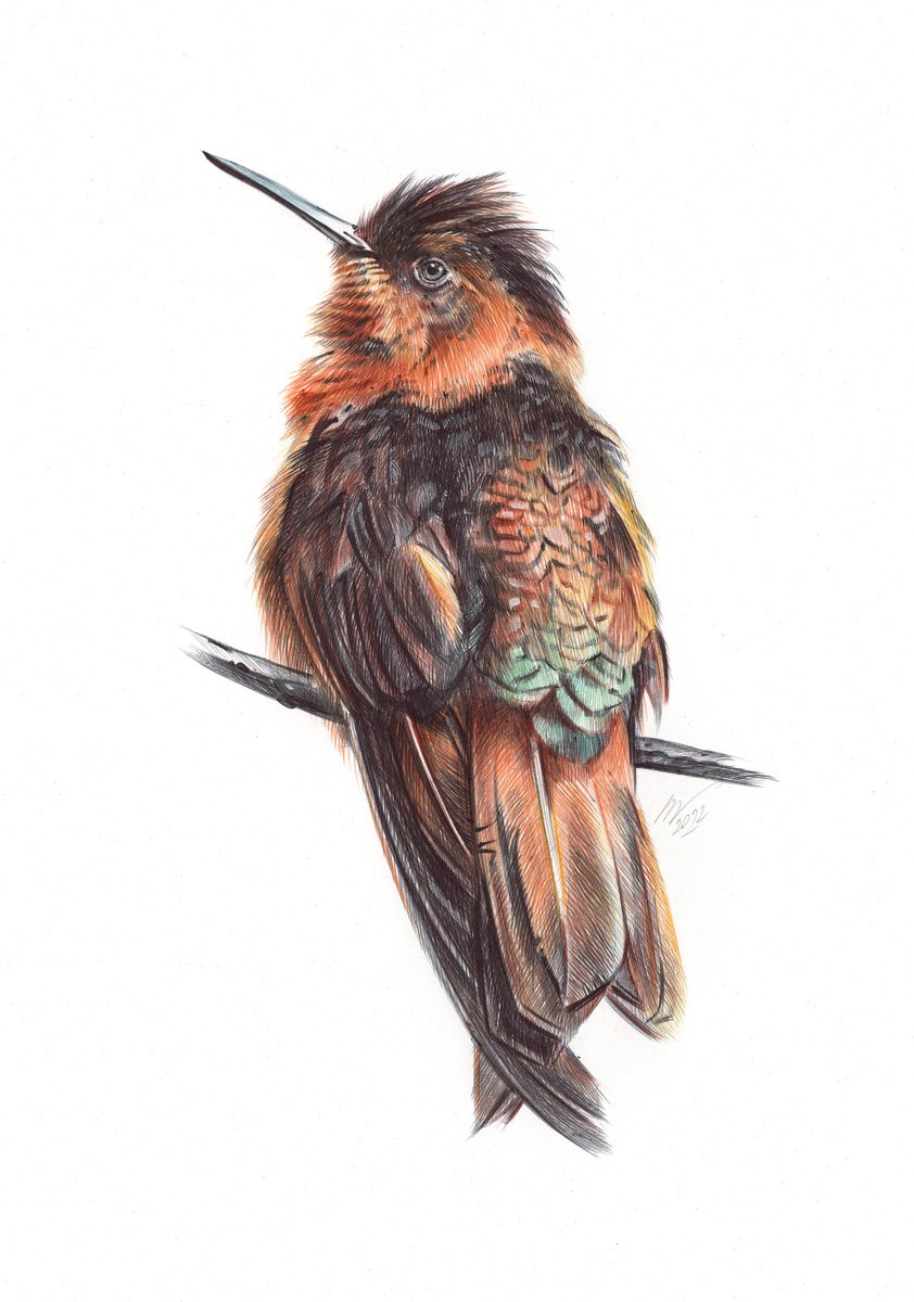 Shining Sunbeam - Hummingbird Portrait (Realistic Ballpoint Pen Bird Portrait) by Daria Maier