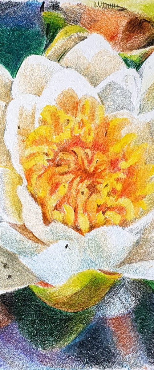 Waterlily floral by Natasha Sokolnikova