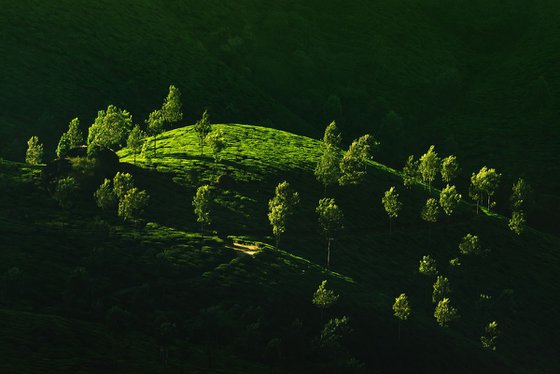 Morning sunshine at the tea plantation - Landscape photo