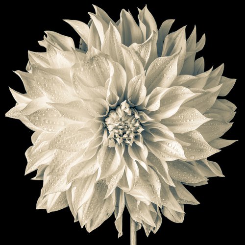 Dahlia White Perfection ( Duo Tone ) by Stephen Hodgetts Photography