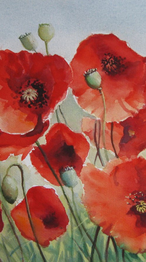 Field of poppies by Elena Oleniuc