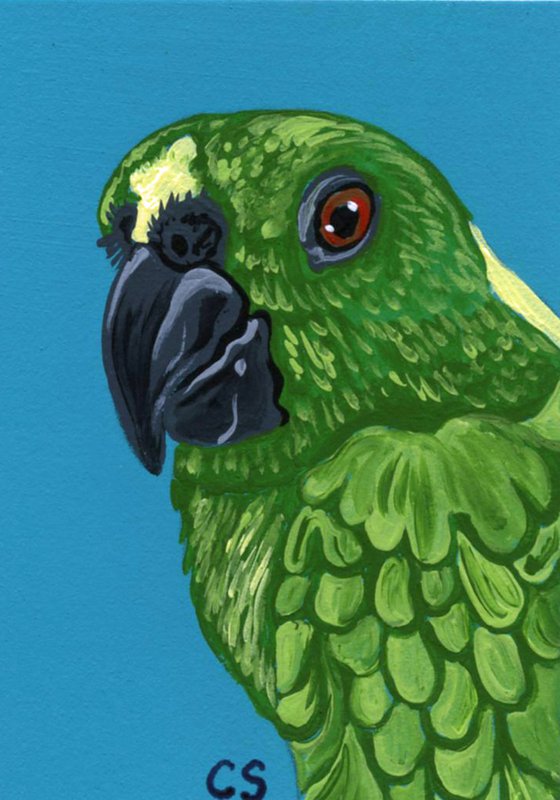 ACEO ATC Original Miniature Painting Yellow Crowned Amazon Parrot Pet Bird Art-Carla Smale