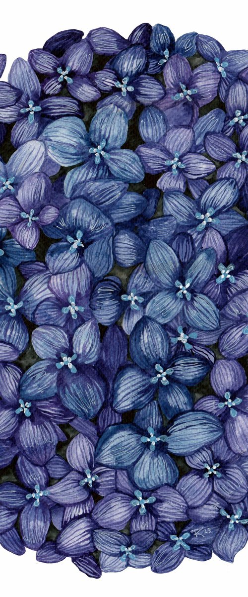 Hydrangea Solo Blue by Terri Smith