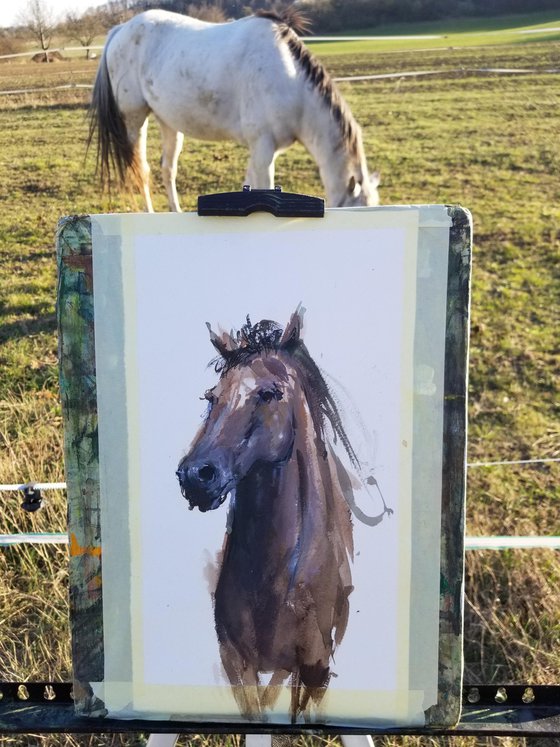 Country Horse